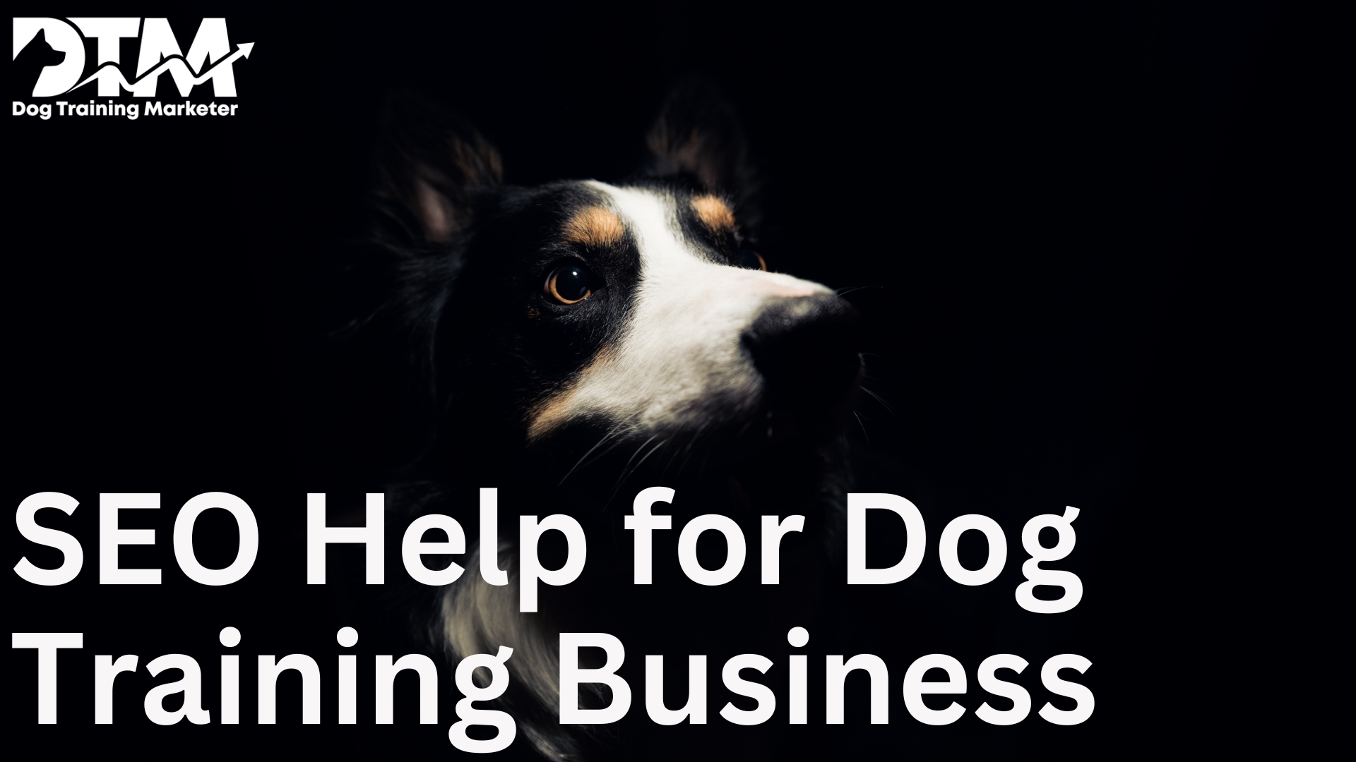 A Guide to Explain How SEO Help for Dog Training Businesses