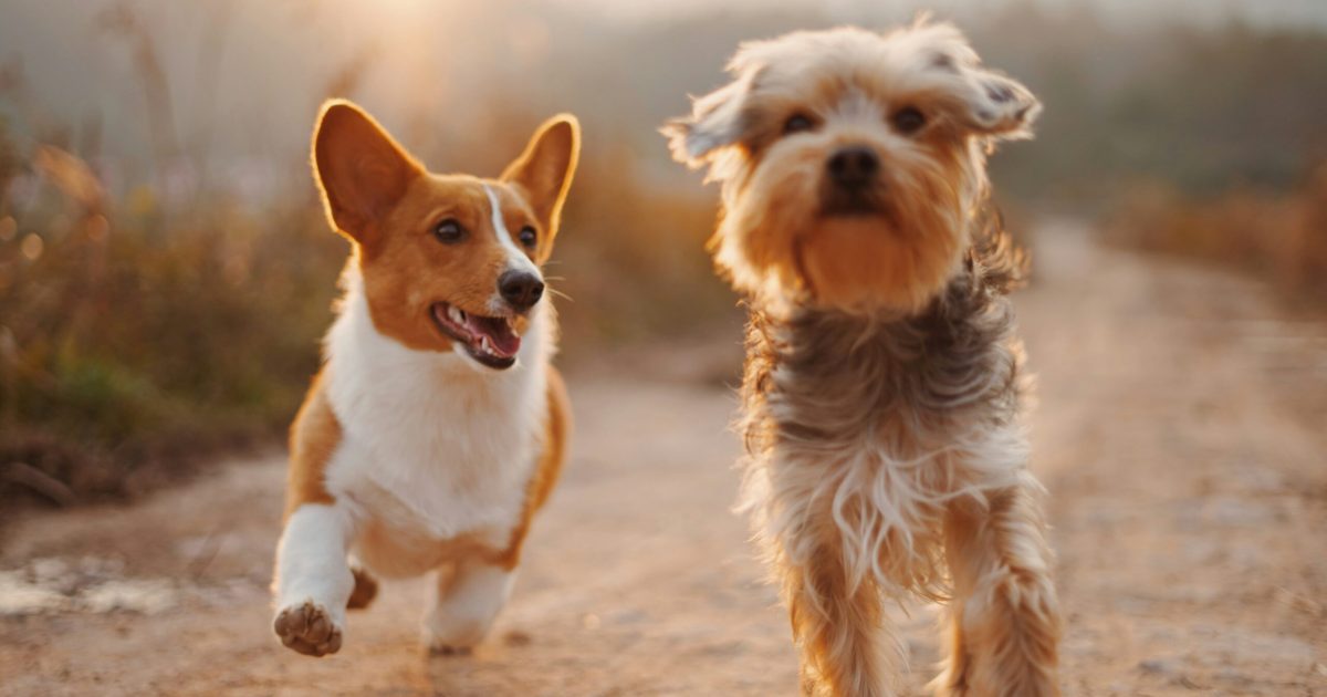 advertising platforms for dog training business